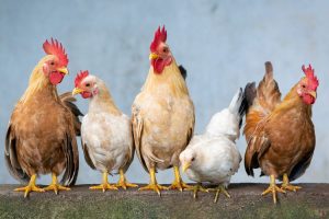 kandungan gizi ayam kampung dan ayam negeri