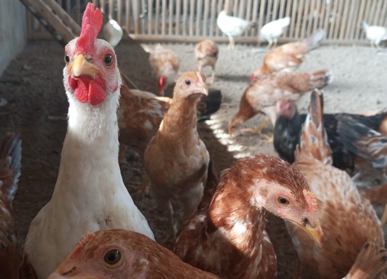 kandungan gizi ayam kampung