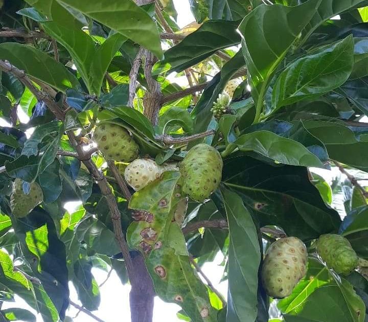 manfaat daun mengkudu