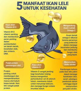kandungan gizi ikan lele