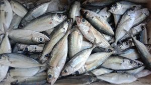 manfaat ikan laut dan ikan tawar