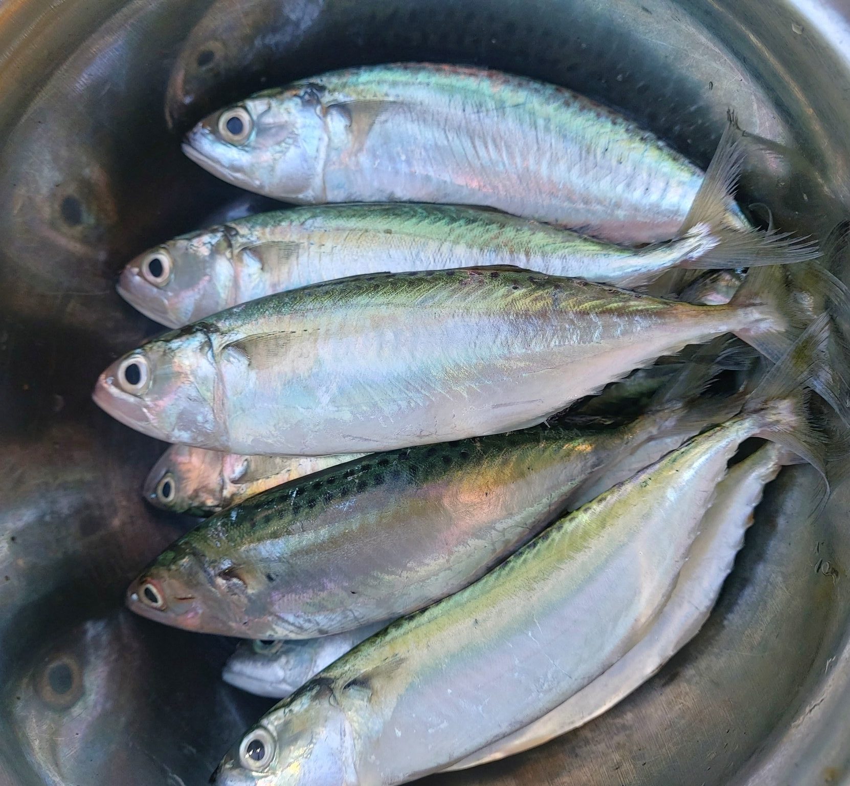 manfaat ikan laut dan ikan tawar