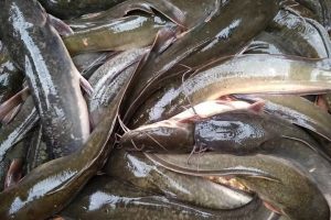 kandungan gizi ikan lele