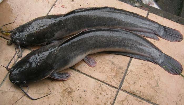 kandungan gizi ikan lele