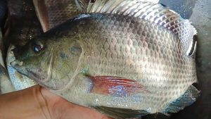 manfaat ikan laut dan ikan tawar